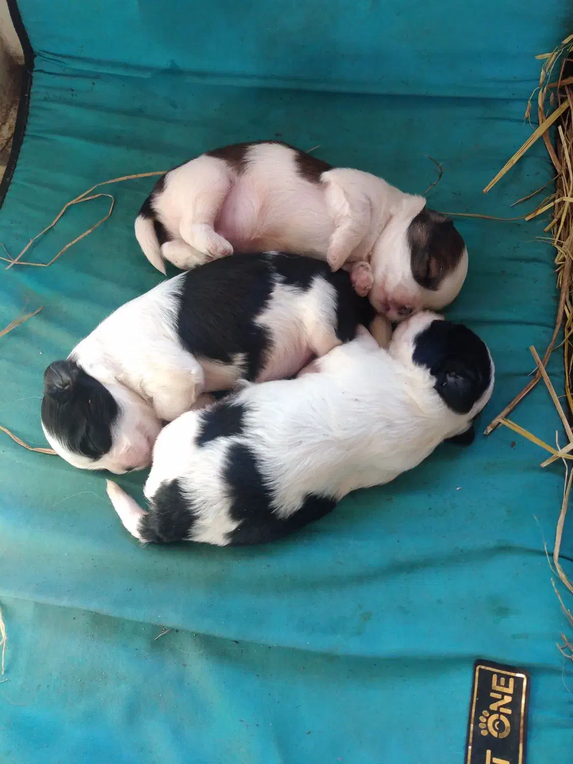 واگذاری غیر رایگان تعدادی پت|سگ|سنگر, |دیوار