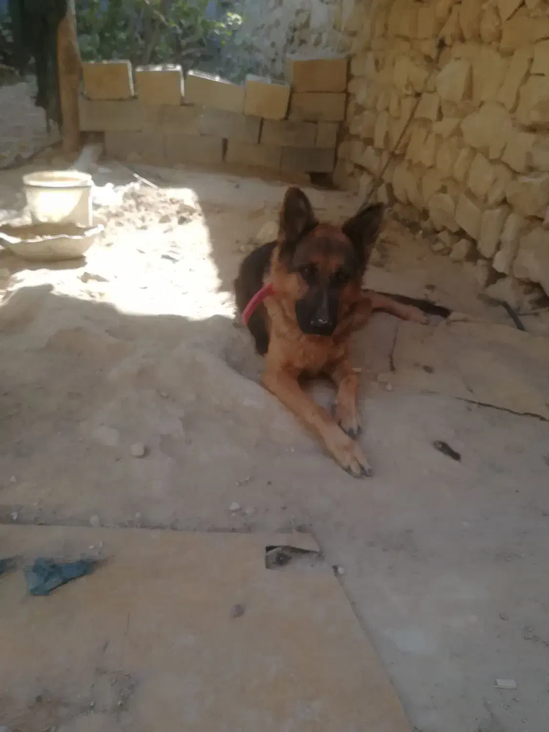 واگذاری ماده ژرمن|سگ|جهرم, |دیوار