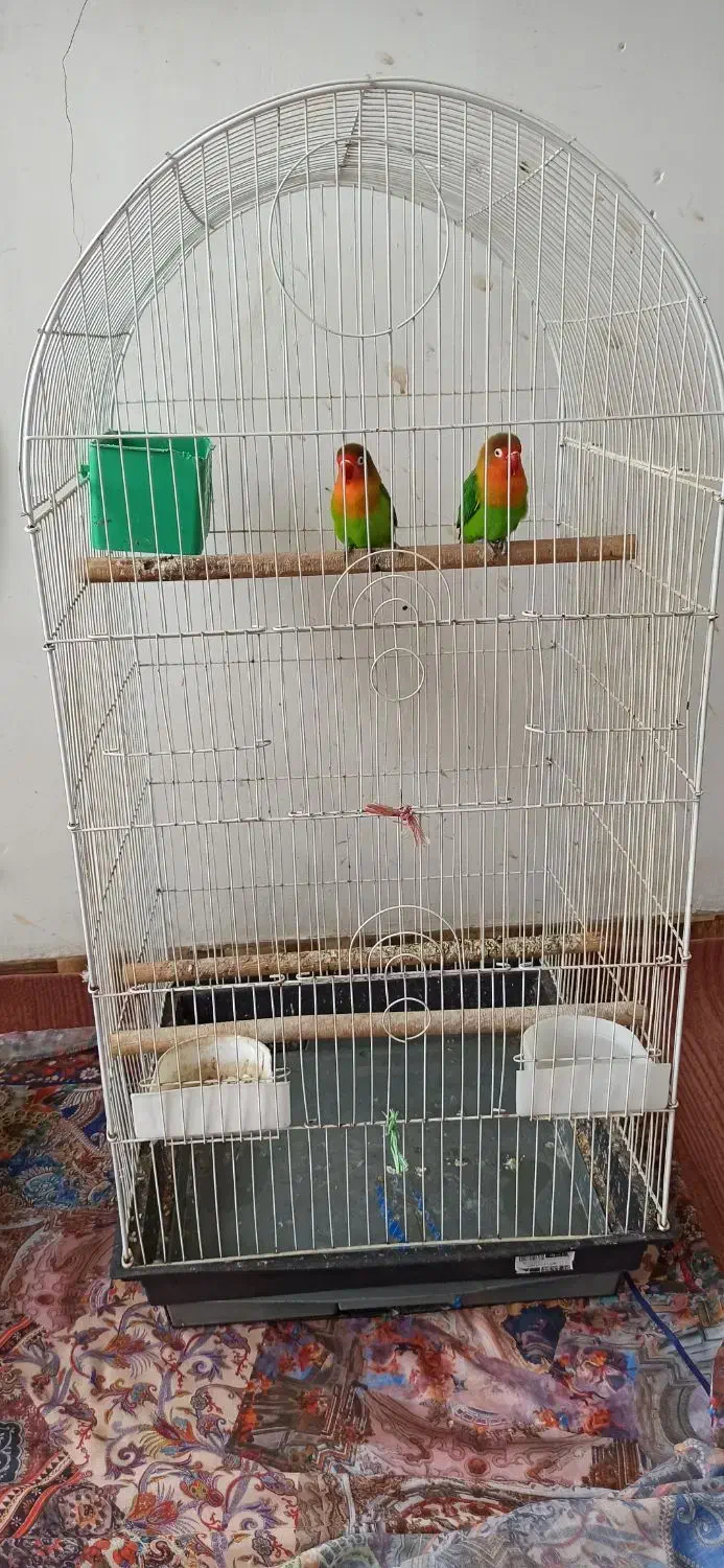 طوطی برزیلی جوان|پرنده|املش, |دیوار