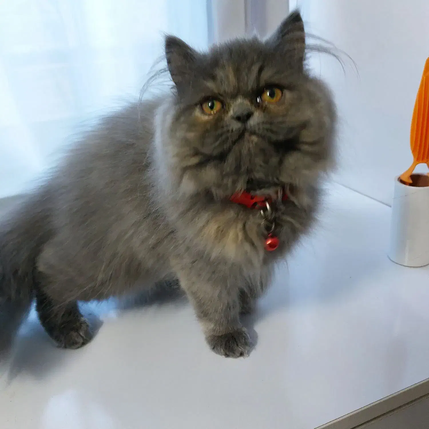 فروش گربه پرشین|گربه|لنگرود, |دیوار