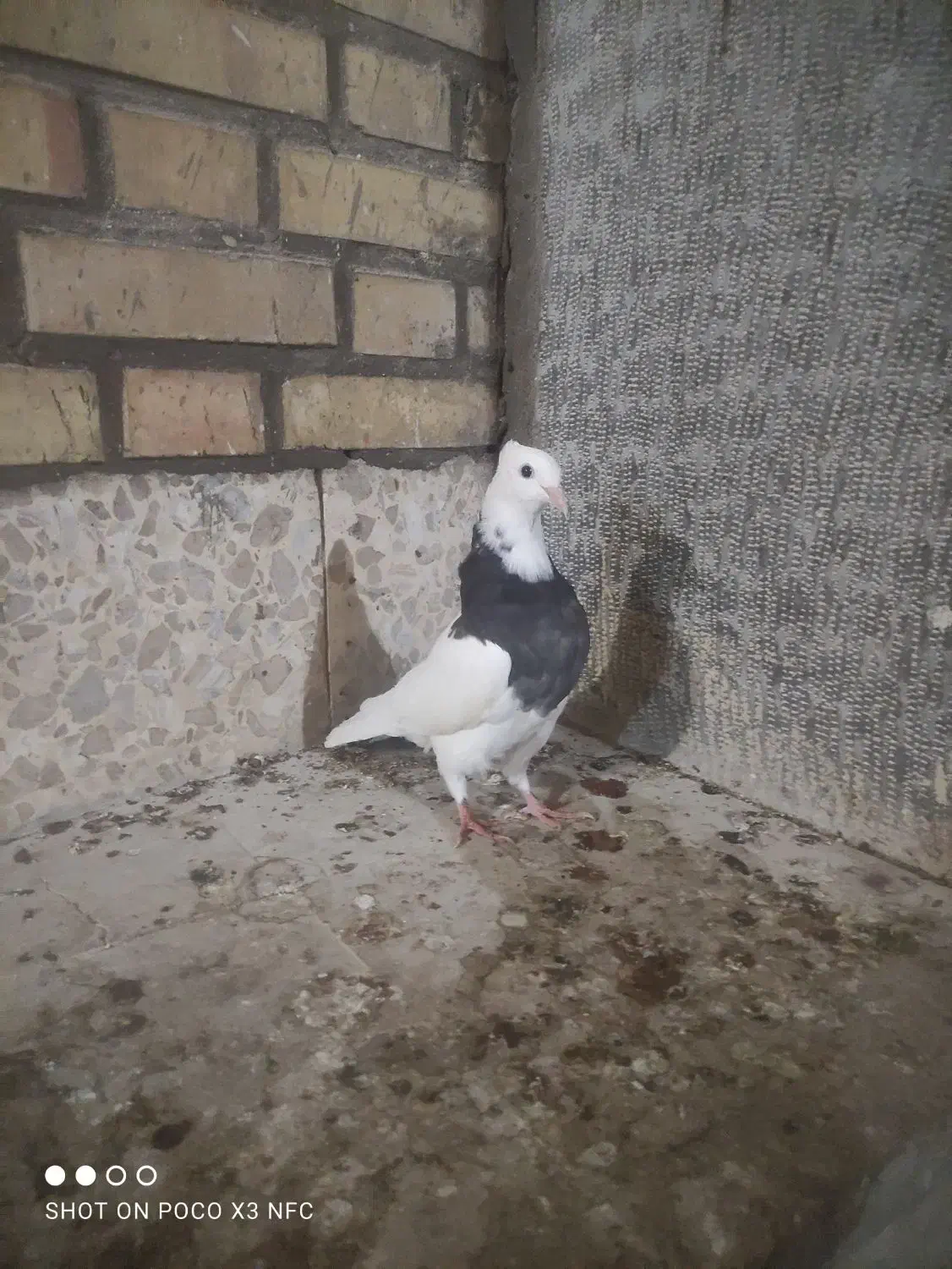 طوقی دوتا و سینه ای بچ|پرنده|دزفول, |دیوار