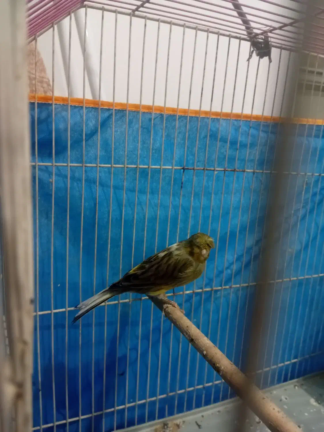 قناری بخون|پرنده|کرمان, |دیوار