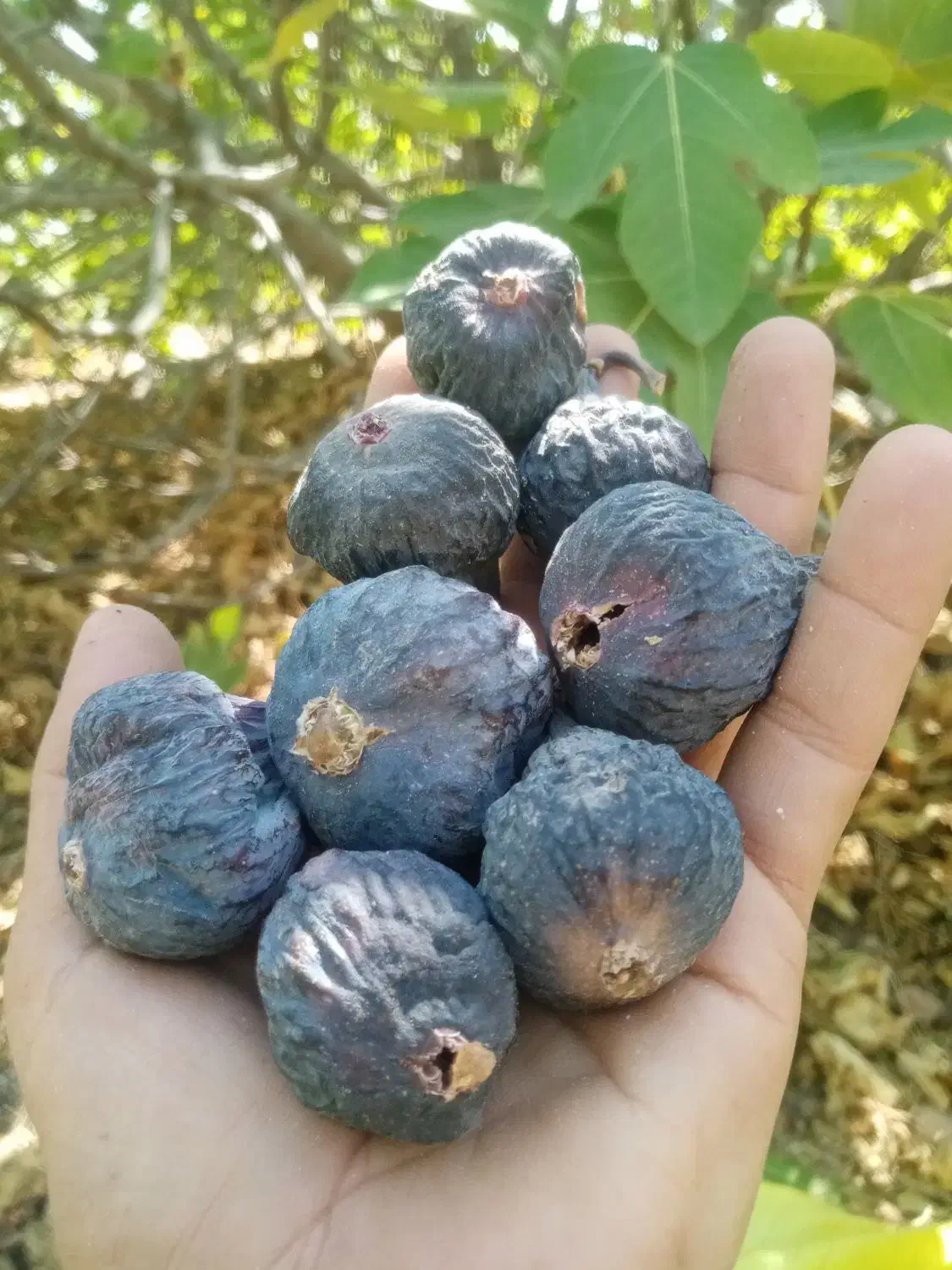 انجیر خشک تازه و تمیز  کاملا ارگانیک|خوردنی و آشامیدنی|شیراز, ارم|دیوار