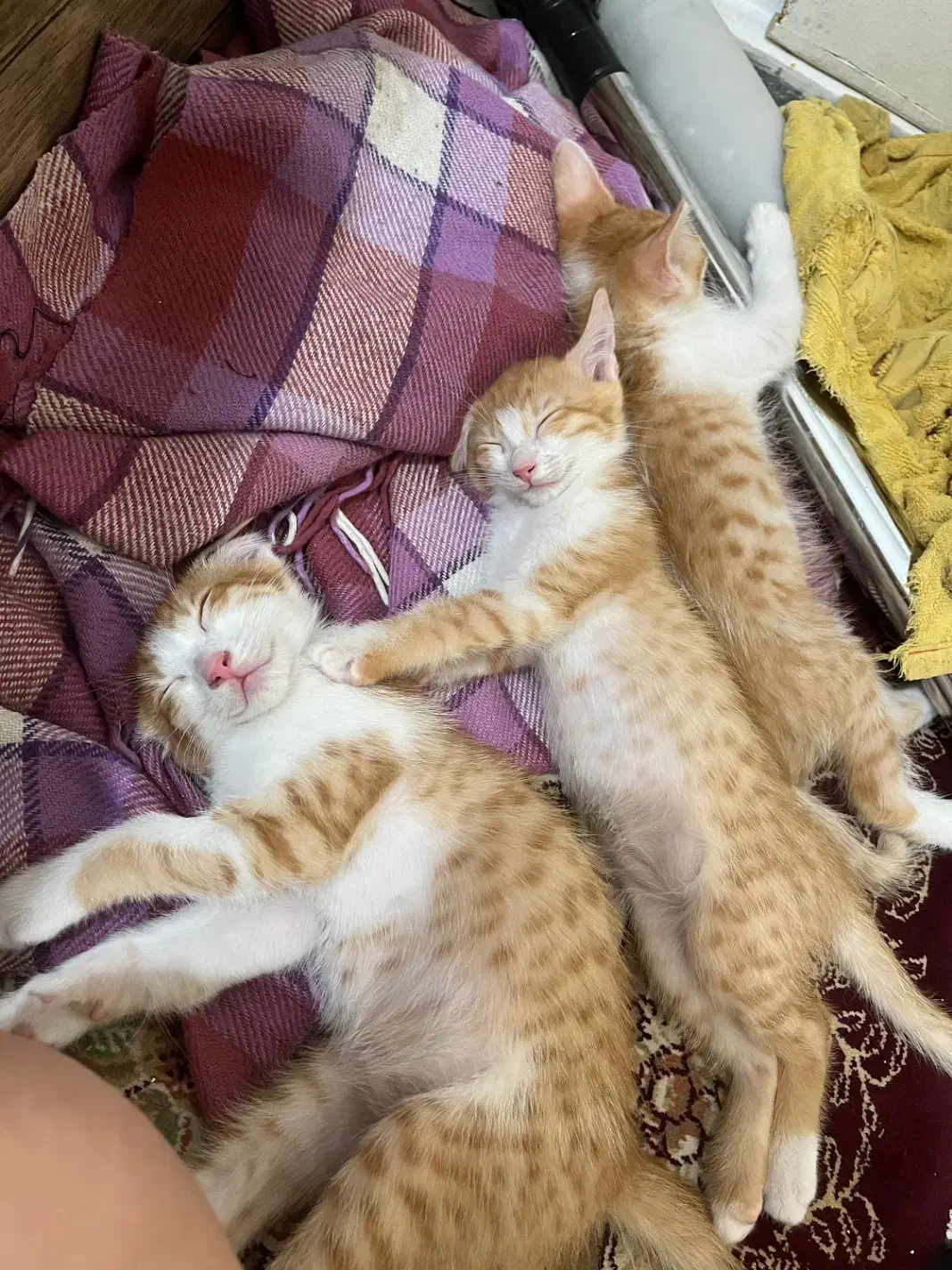 واگذاری بچه گربه|گربه|فردوسیه, |دیوار