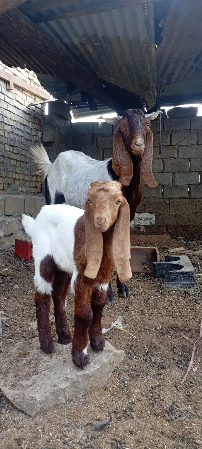 بز ماده دوقلو زا و یک قلو اولین شکم و‌دوتا ابستن|حیوانات مزرعه|اهواز, گلدشت|دیوار