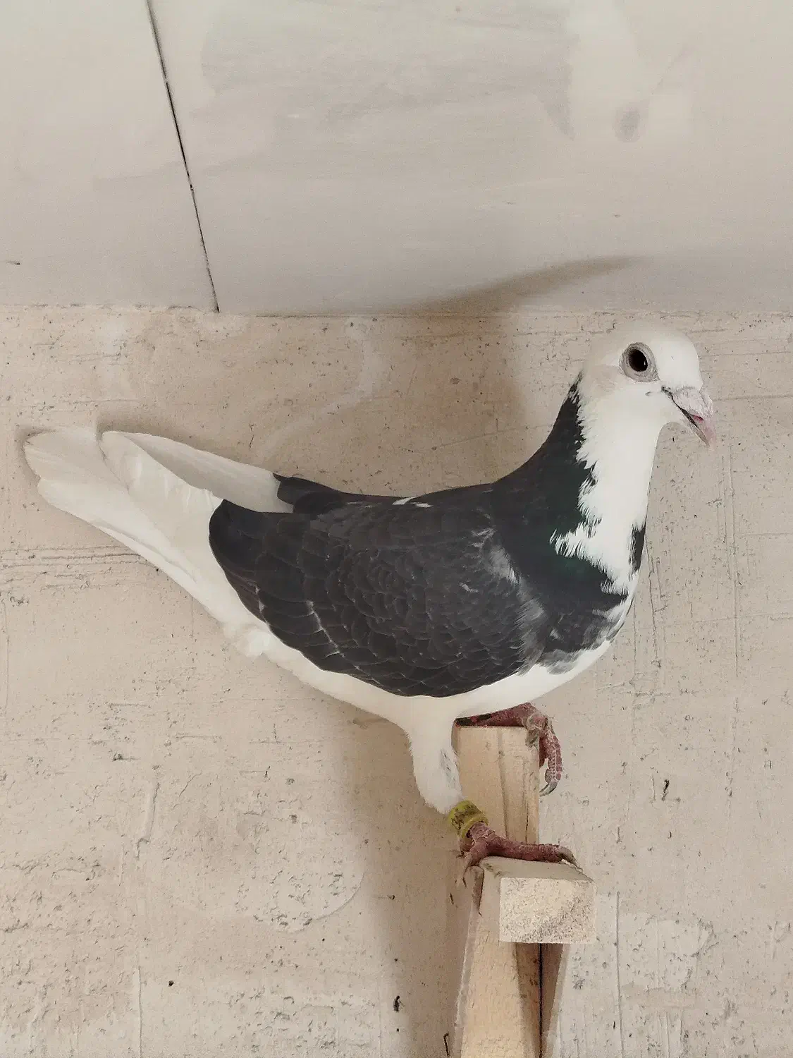 پشتی|حیوانات|شیراز, گود عربان|دیوار