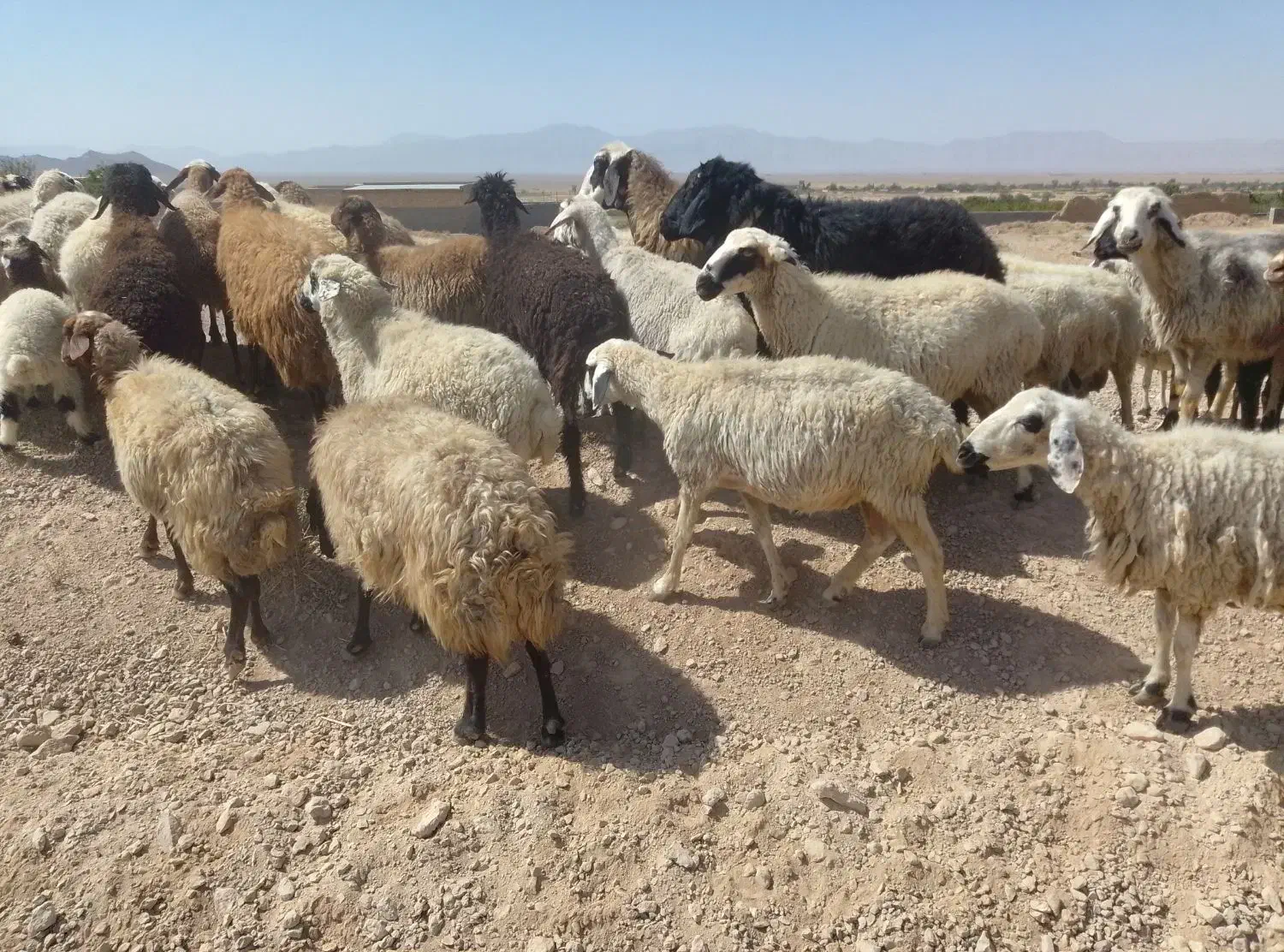 میش داشتی|حیوانات مزرعه|شهرضا, |دیوار