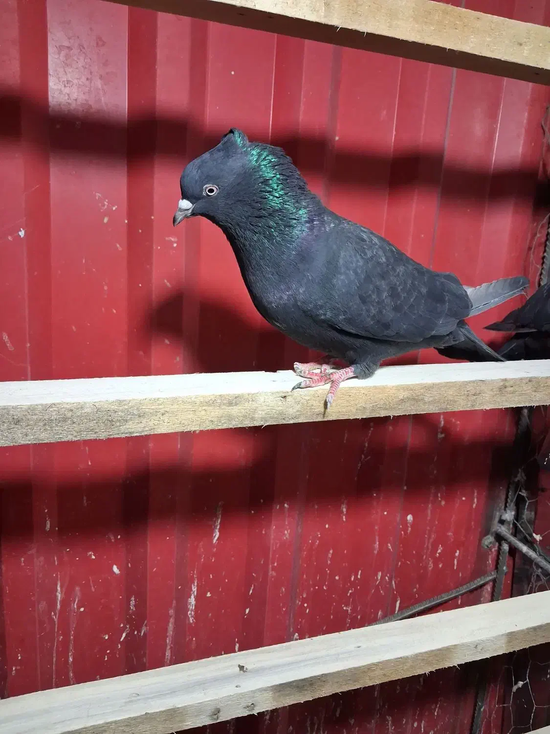 کبوتر زاغ کاکلی|پرنده|گلستان (تهران), |دیوار