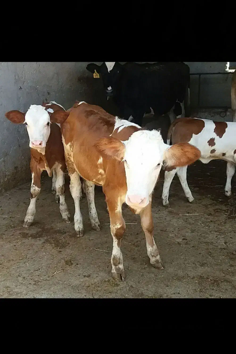 مجموعه اصیل سیدمهدی|حیوانات مزرعه|آق قلا, |دیوار