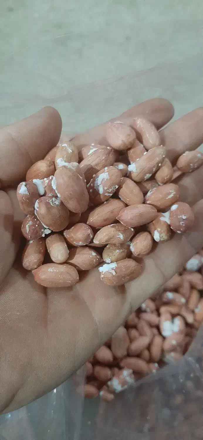 فروش بادام زمینی|خوردنی و آشامیدنی|تهران, امیر بهادر|دیوار