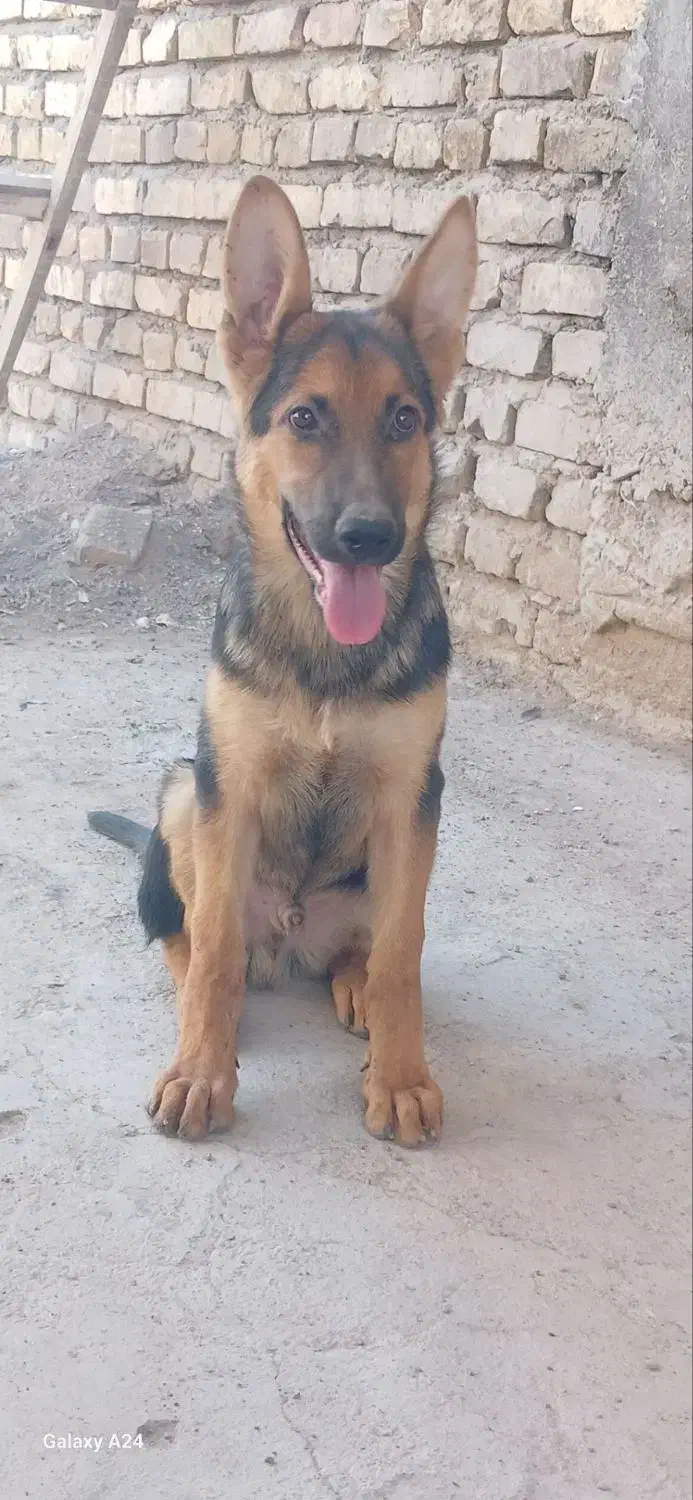 سگ ژرمن|سگ|کرمان, |دیوار