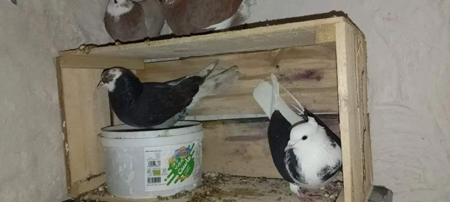 کبوتر گم‌شده|حیوانات|بانه, |دیوار