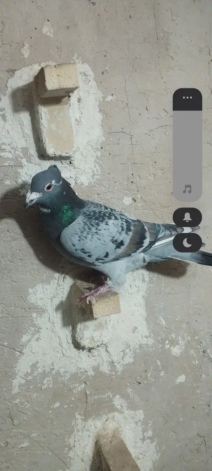 طاوسی کاکل|پرنده|شیراز, پودنک|دیوار