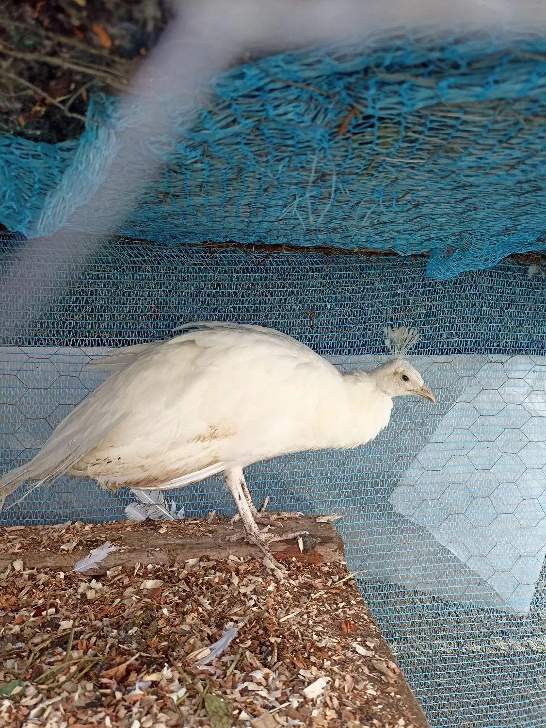 طاووس|پرنده|اسالم, |دیوار