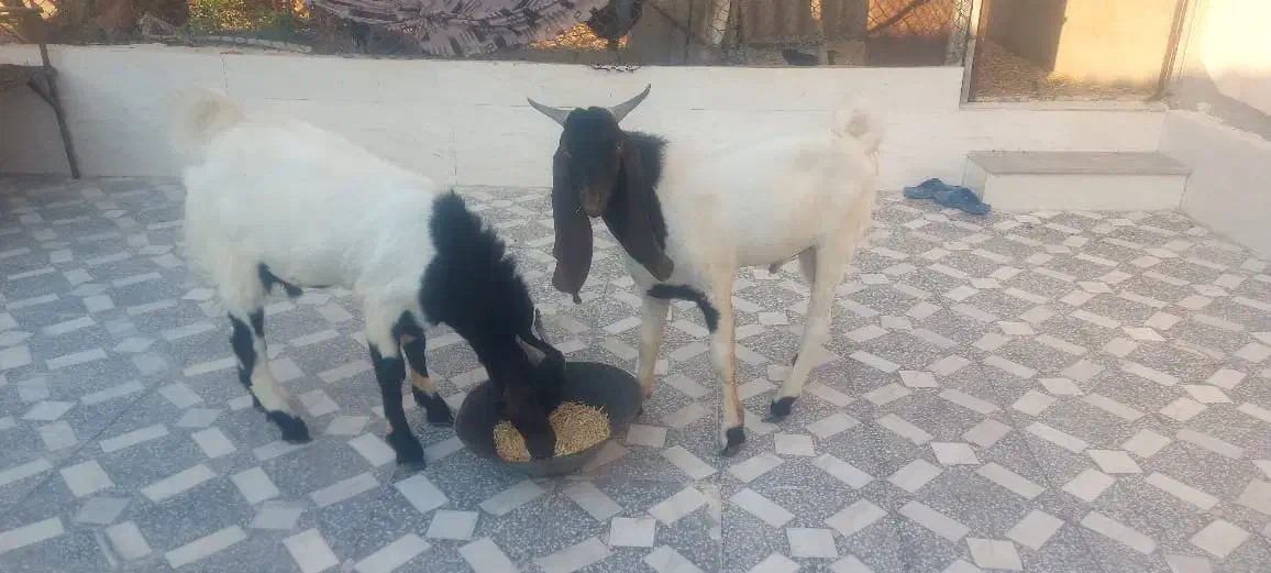 دوتا کهره نر پاکستانی گوش دراز جوان|حیوانات مزرعه|شبانکاره, |دیوار