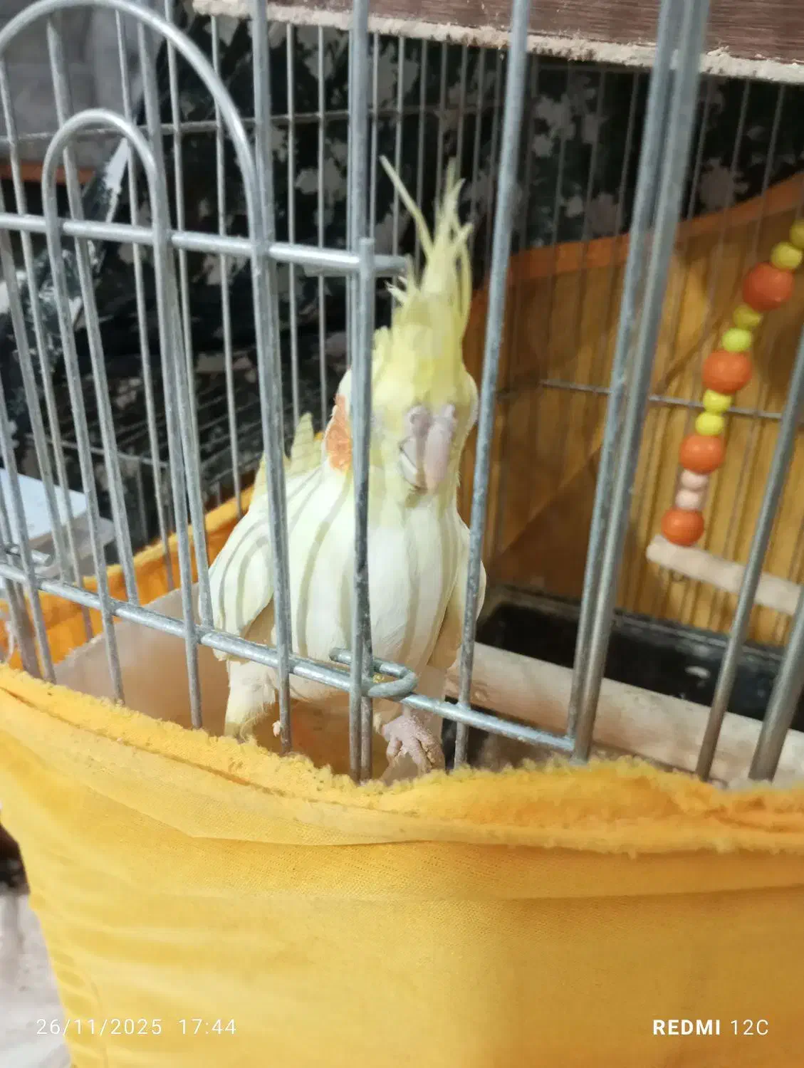 عروس هلندی|پرنده|اسلامشهر, شهرک انبیا|دیوار