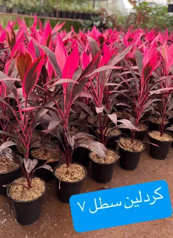 گل و گیاه اپارتمانی|گل و گیاه طبیعی|گلبهار, شهر جدید گلبهار|دیوار