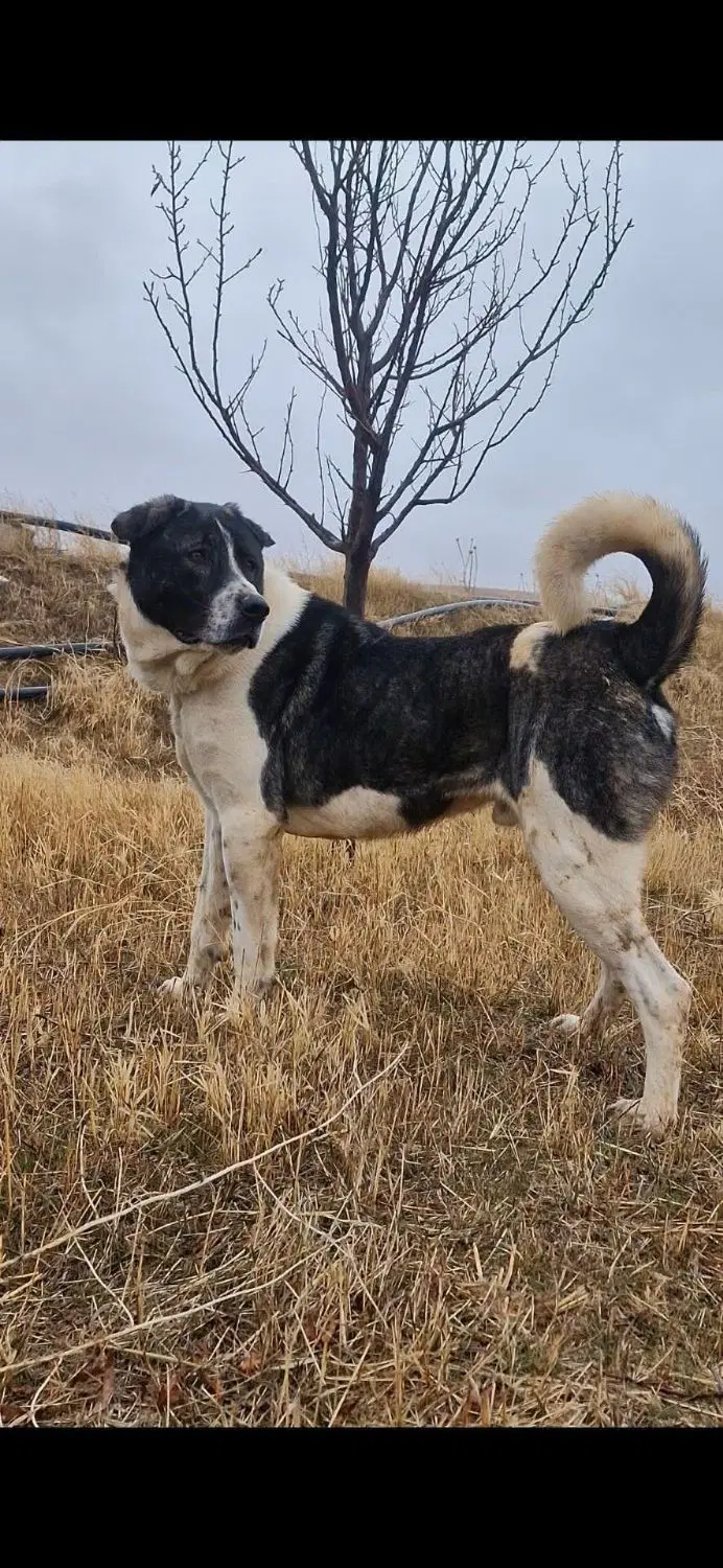 سگ نگهبان|سگ|دوتپه, |دیوار