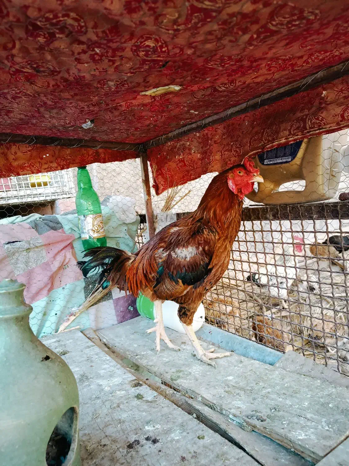 خروس لاری|حیوانات مزرعه|بم, |دیوار