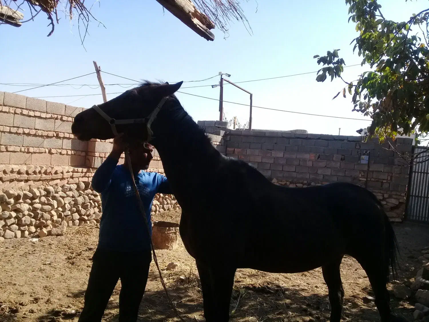 فروش اسب|اسب و تجهیزات اسب‌سواری|جوین, |دیوار