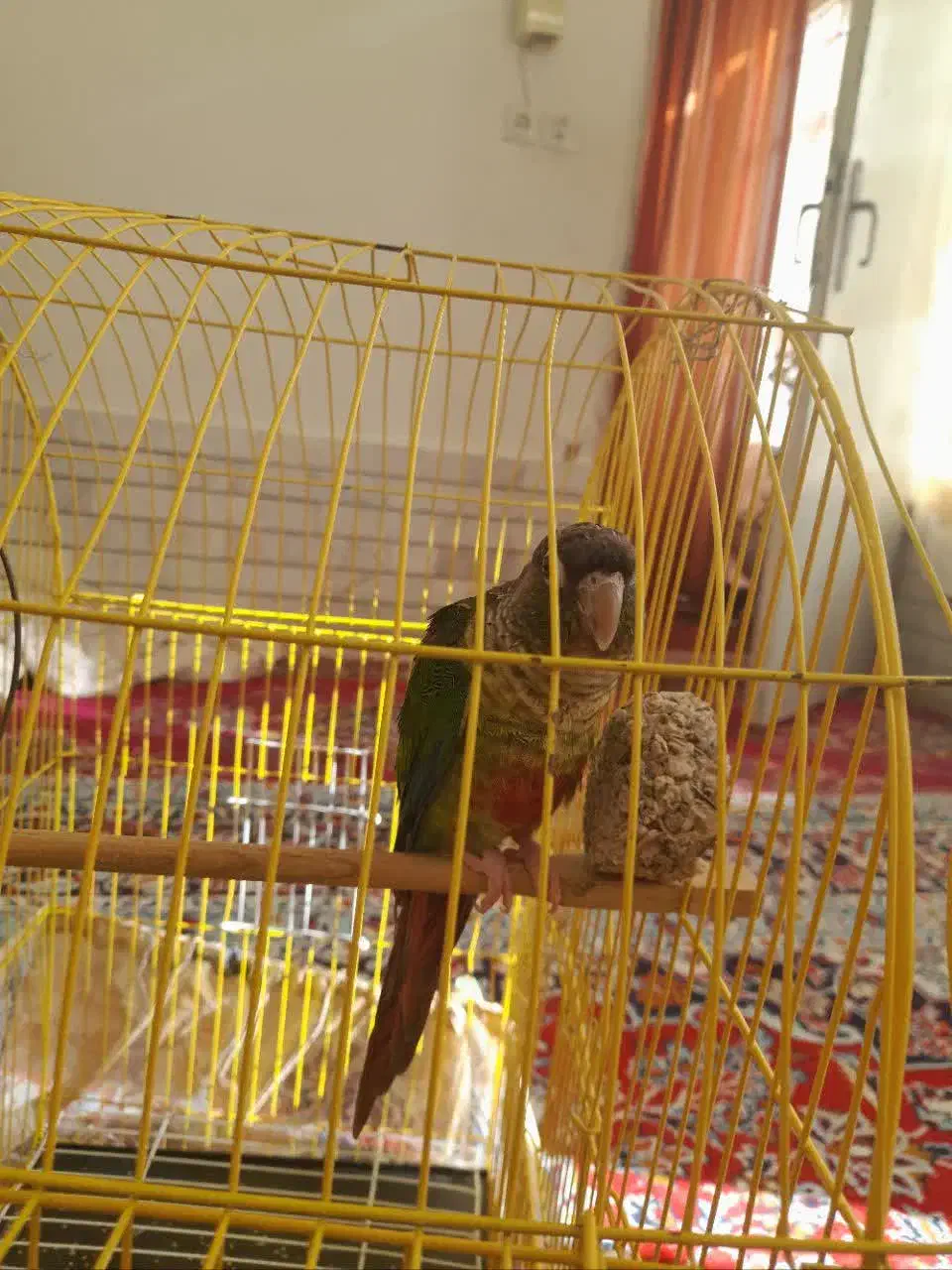 طوطی گرینچیک فول دستی|پرنده|مشهد, انقلاب|دیوار