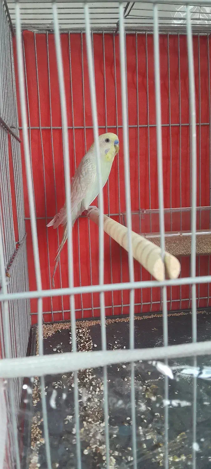 مرغ عشق و فنچ|پرنده|کرمان, |دیوار