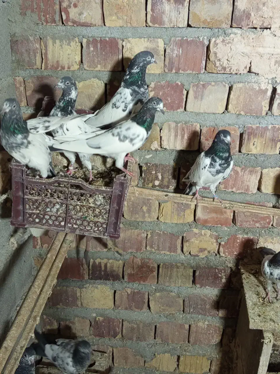 کفتر|پرنده|بمپور, |دیوار