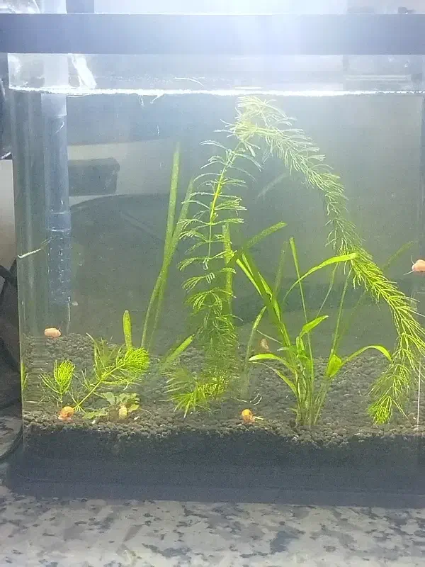 آکواریوم گیاه طبیعی|ماهی|سیرجان, |دیوار