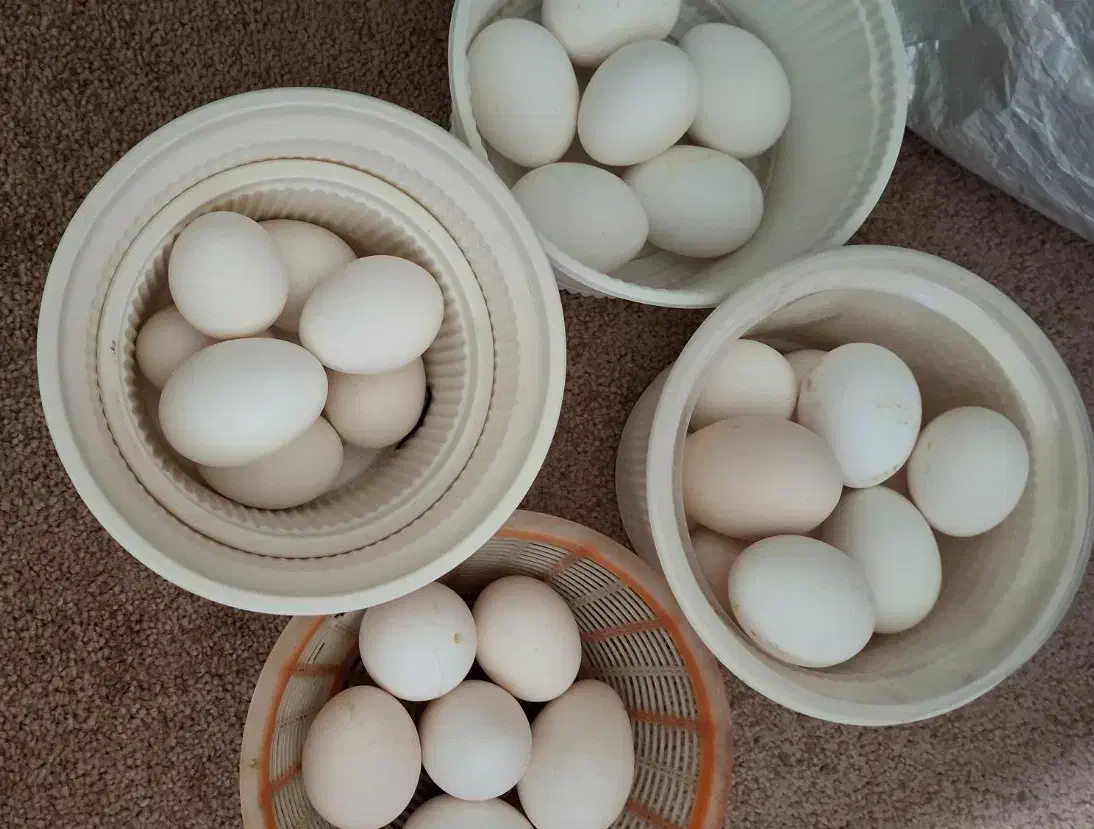 تخم مرغ نطفه دار محلی اصل،نژاد پاکوتاه ریشی|حیوانات مزرعه|خورموج, |دیوار