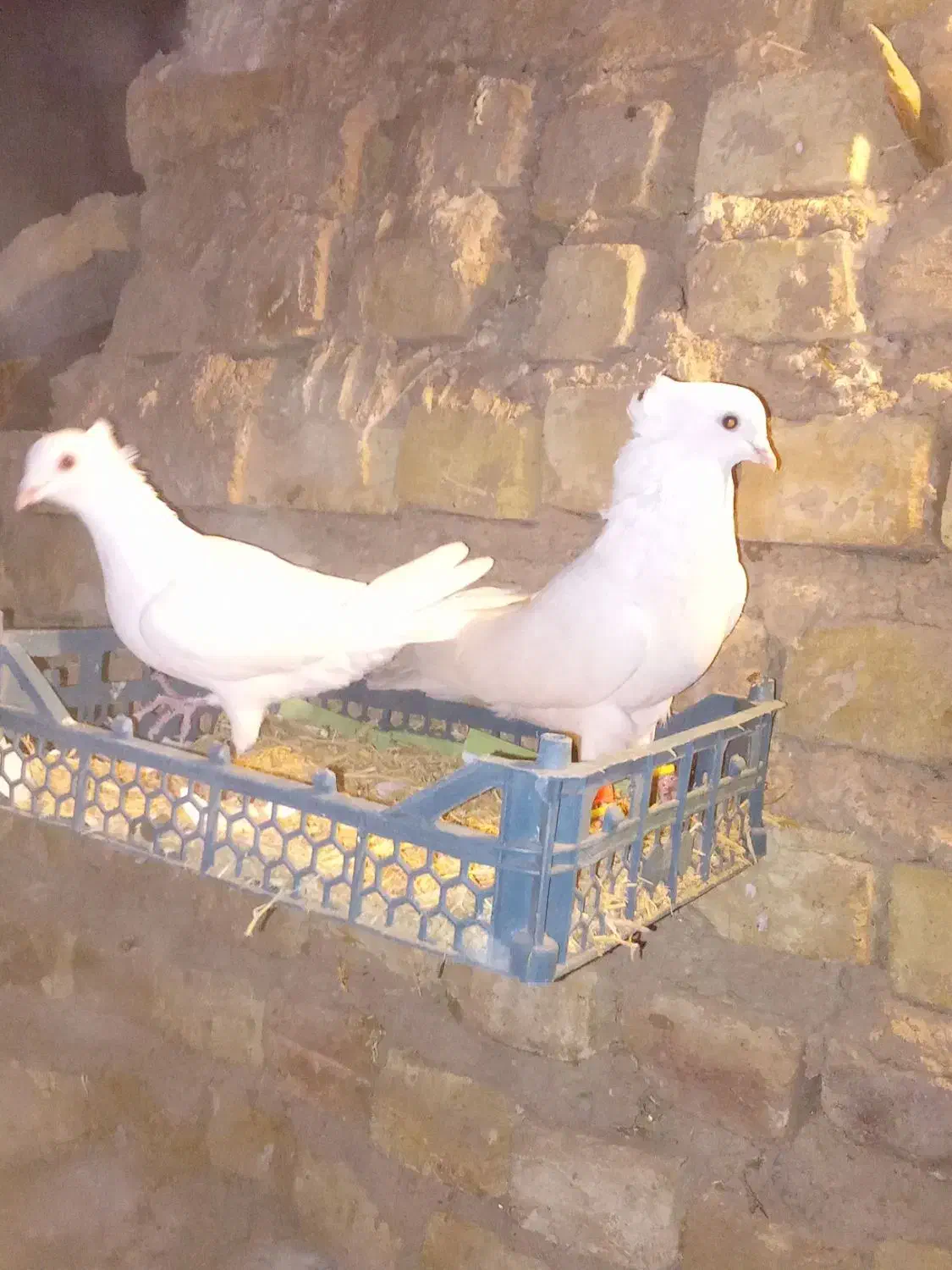 کبوتر سفید کاکلی..|پرنده|بزینه رود, |دیوار