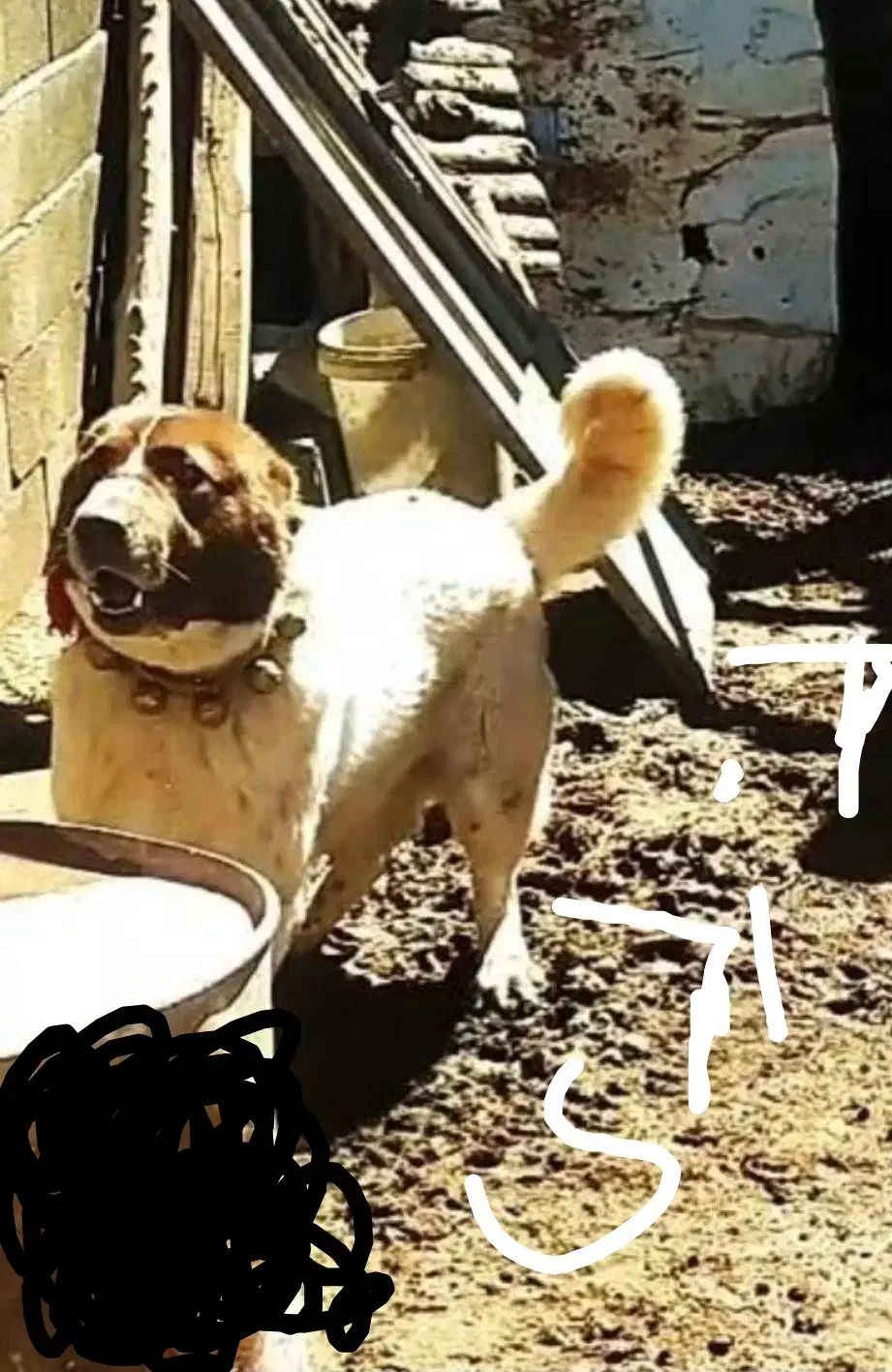 سگ سگ سگ|حیوانات|کیار, |دیوار