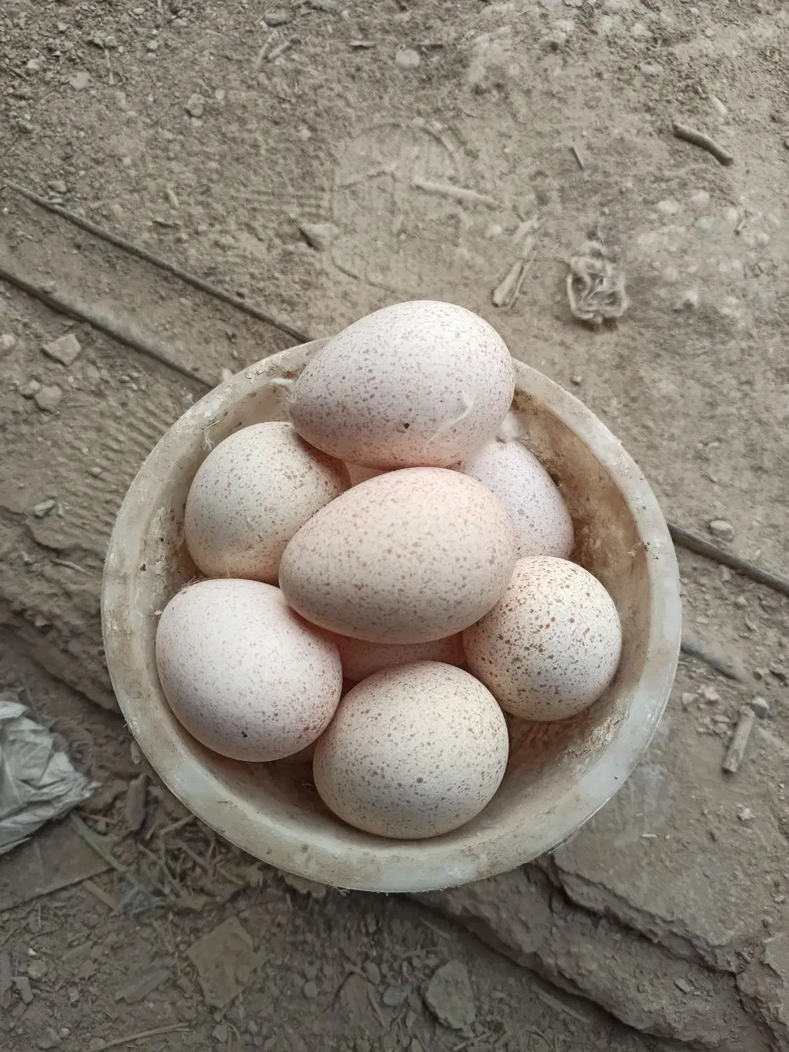 تخم بوقلمون|حیوانات مزرعه|بهارستان, |دیوار