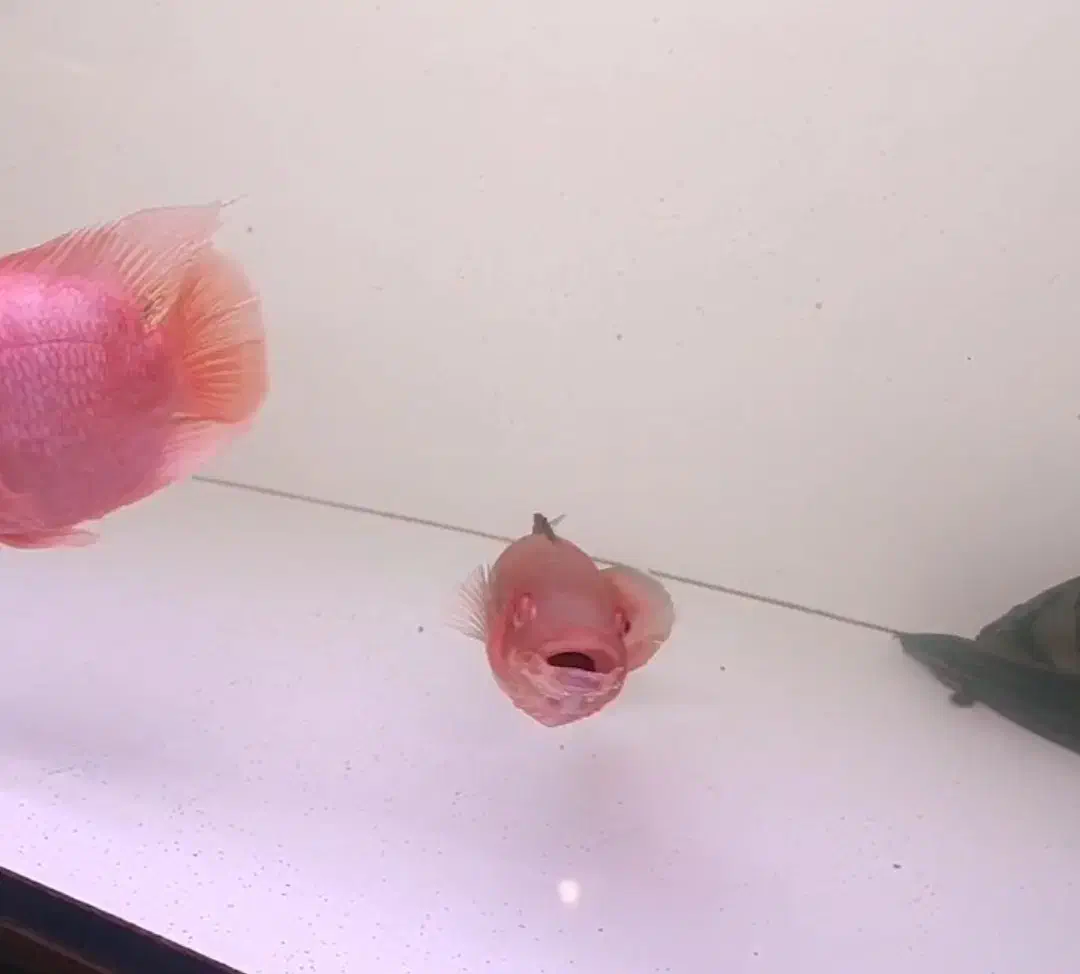 رد پایک اتاباپو|ماهی|مشکین‌دشت, |دیوار