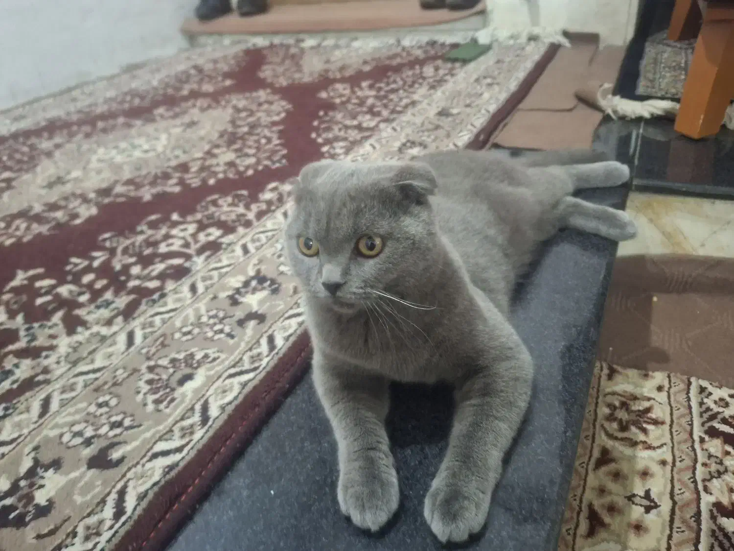 گربه اسکاتیش یک سال معاوضه پی اس|گربه|سیرجان, |دیوار