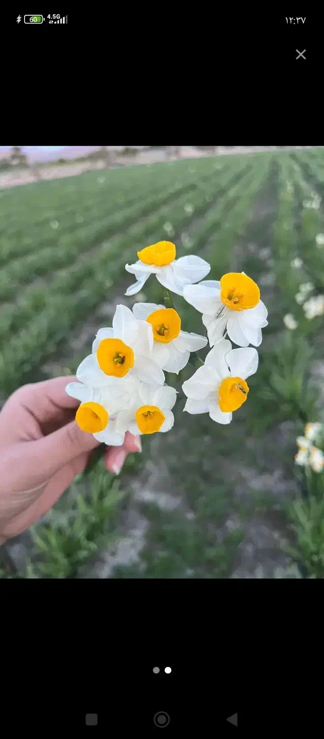 گل نرگس شهلادرجه یک|گل و گیاه طبیعی|شیراز, آزادگان|دیوار