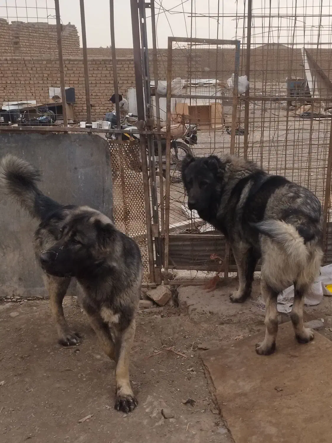 سگ سرابی زداقدیمنر|سگ|بهارستان, |دیوار