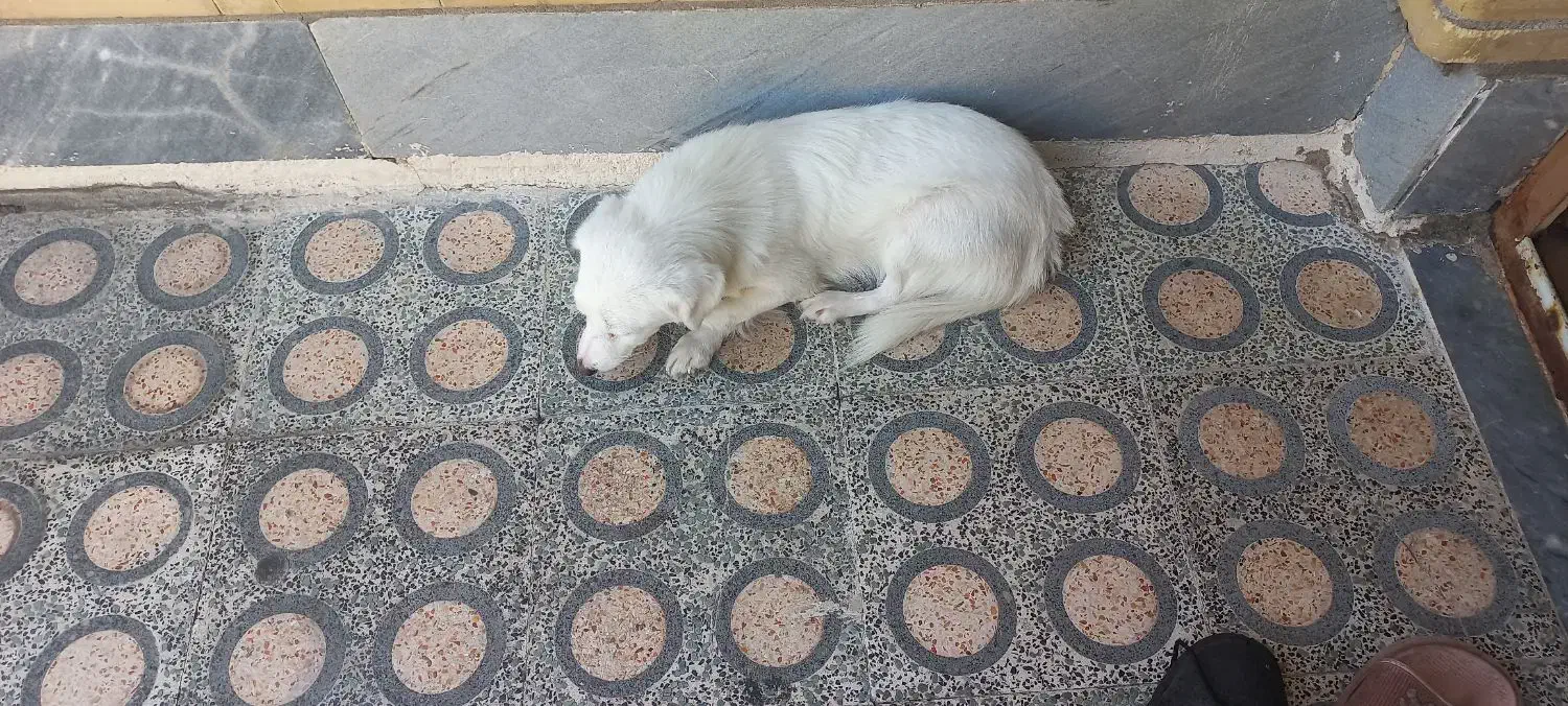 سگ پشمالو شیتزو|سگ|اندیمشک, |دیوار