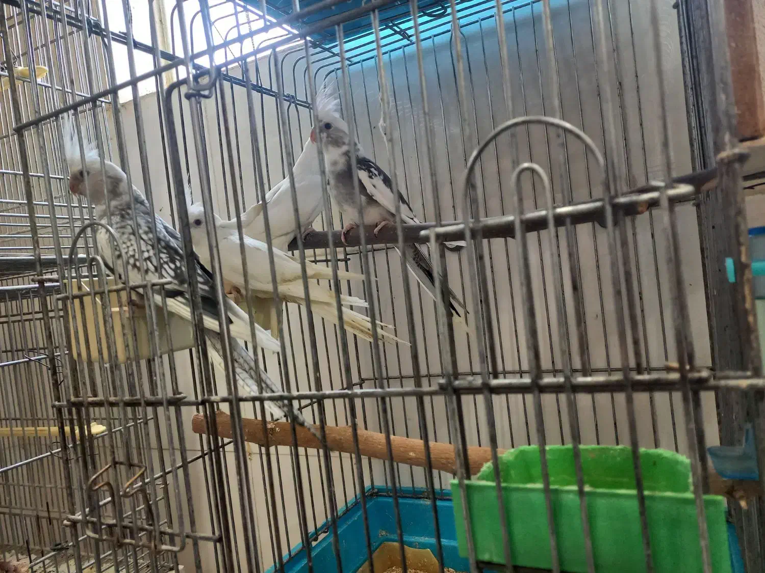 عروس البینو|پرنده|محلات, |دیوار