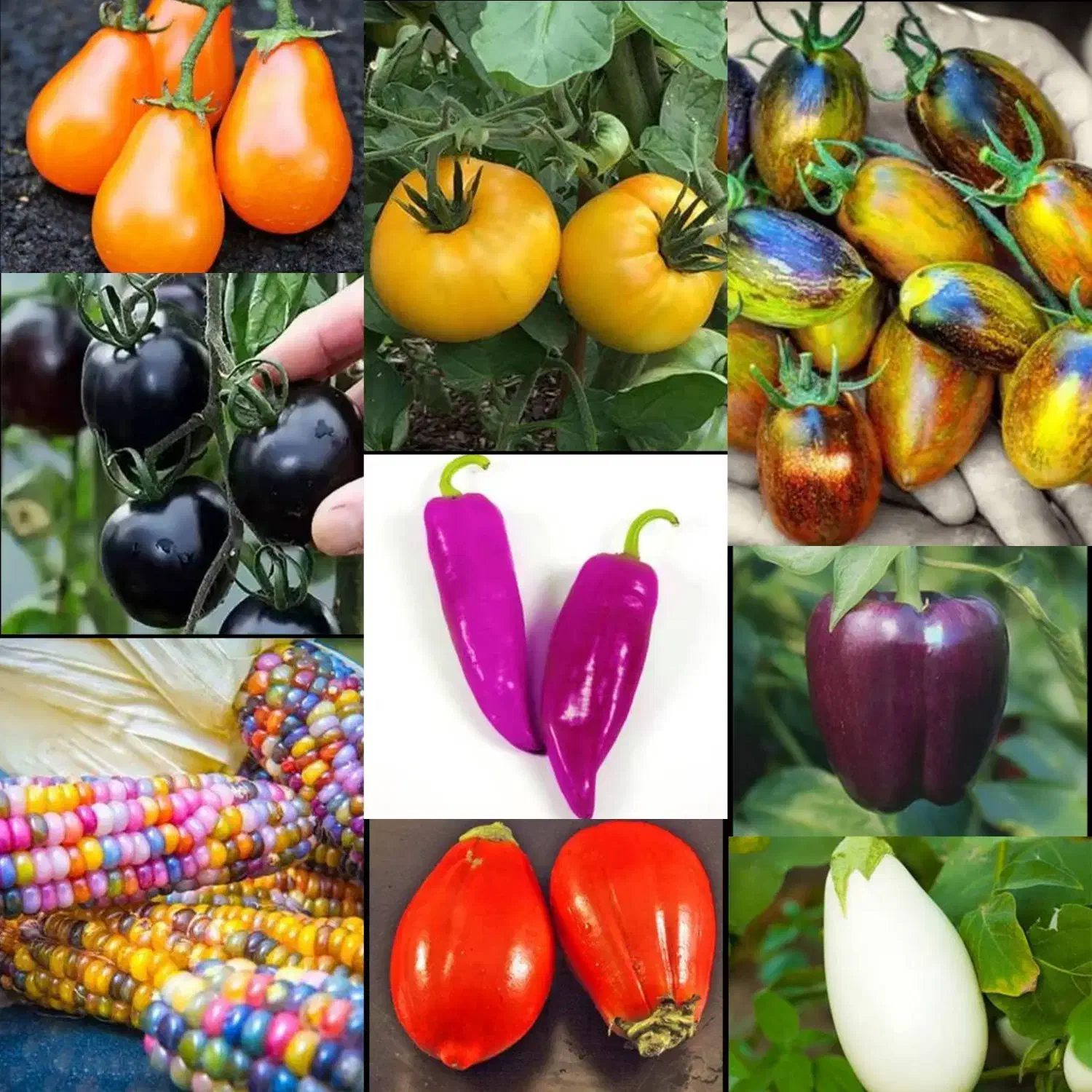 فروش نشا گوجه فلفل بادمجان کدو خیار پر محصول خارجی|خدمات باغبانی و درختکاری|تهران, سوهانک|دیوار