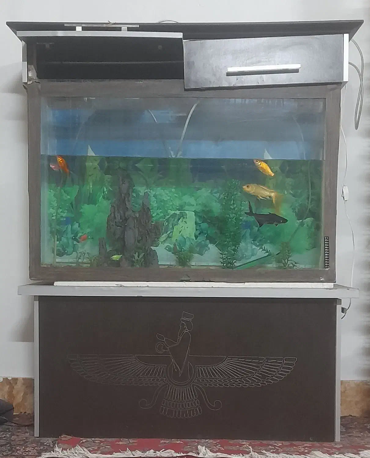 آکواریوم نو|ماهی|سبزوار, قاضی زاد|دیوار