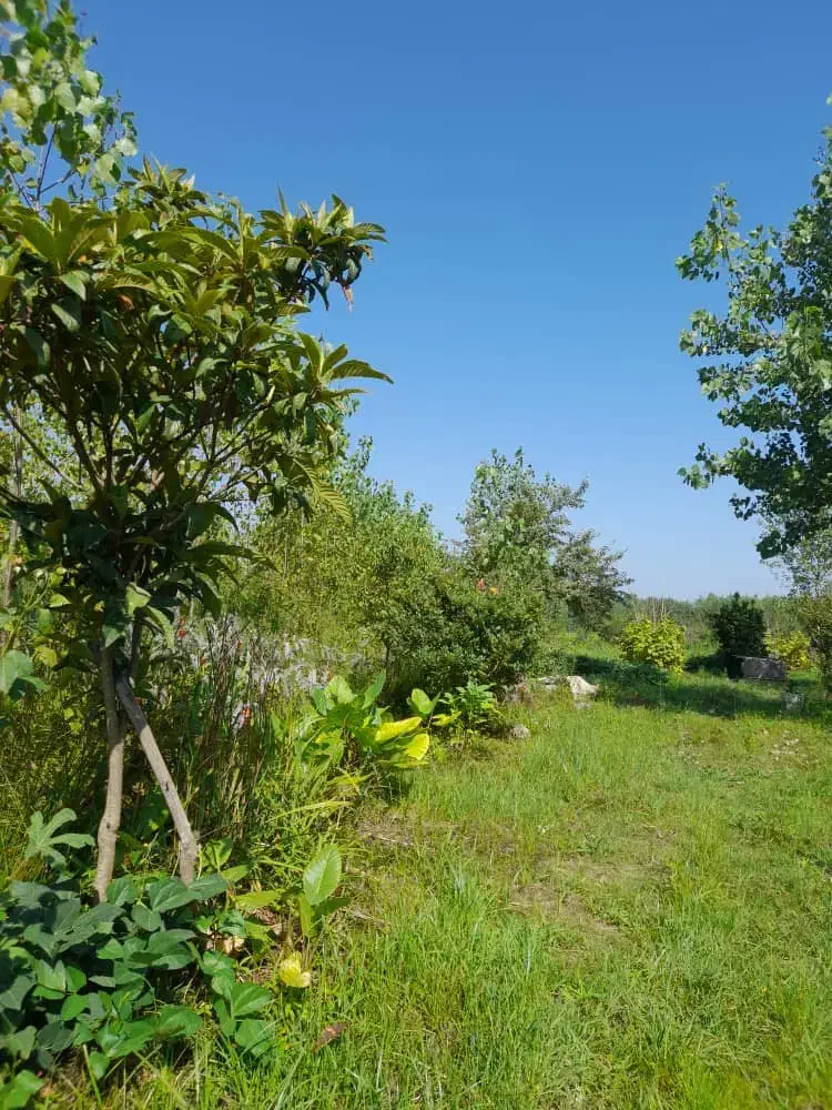 زمین باغی۹۷۴متر چسب مسکونی فرصت عالی  دیزبن معاوضه|فروش زمین و ملک کلنگی|لاهیجان, لیالستان|دیوار