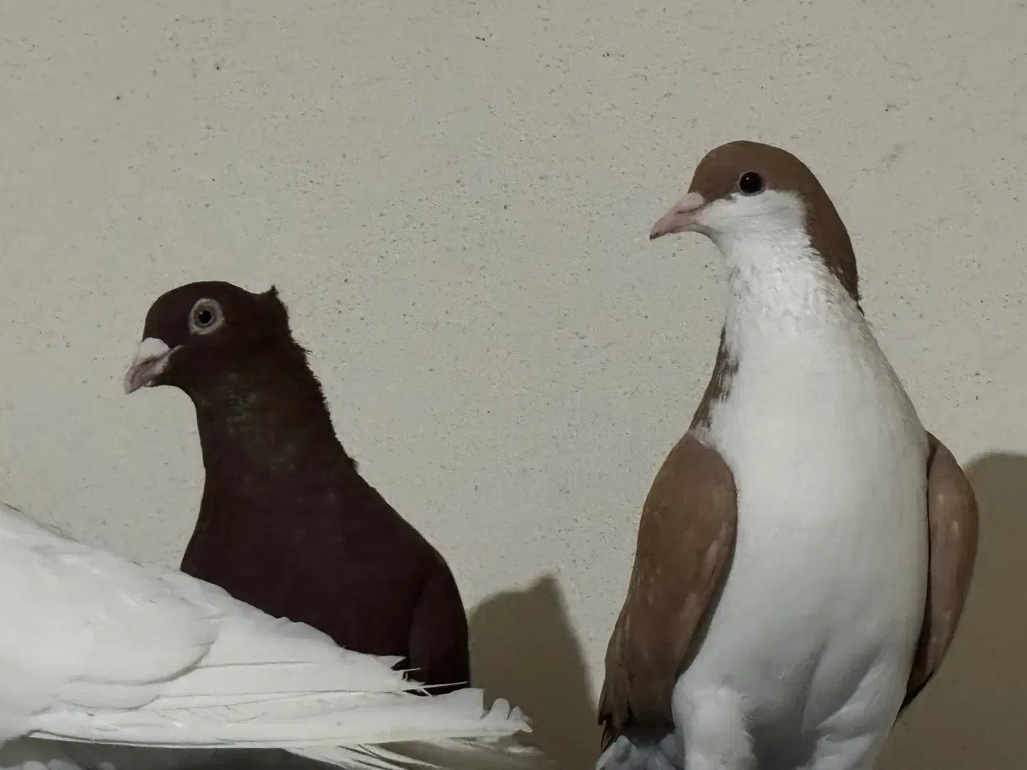 کفتر سرخ ماده کبوتر خوش رنگ زرد ماده|پرنده|قزوین, |دیوار