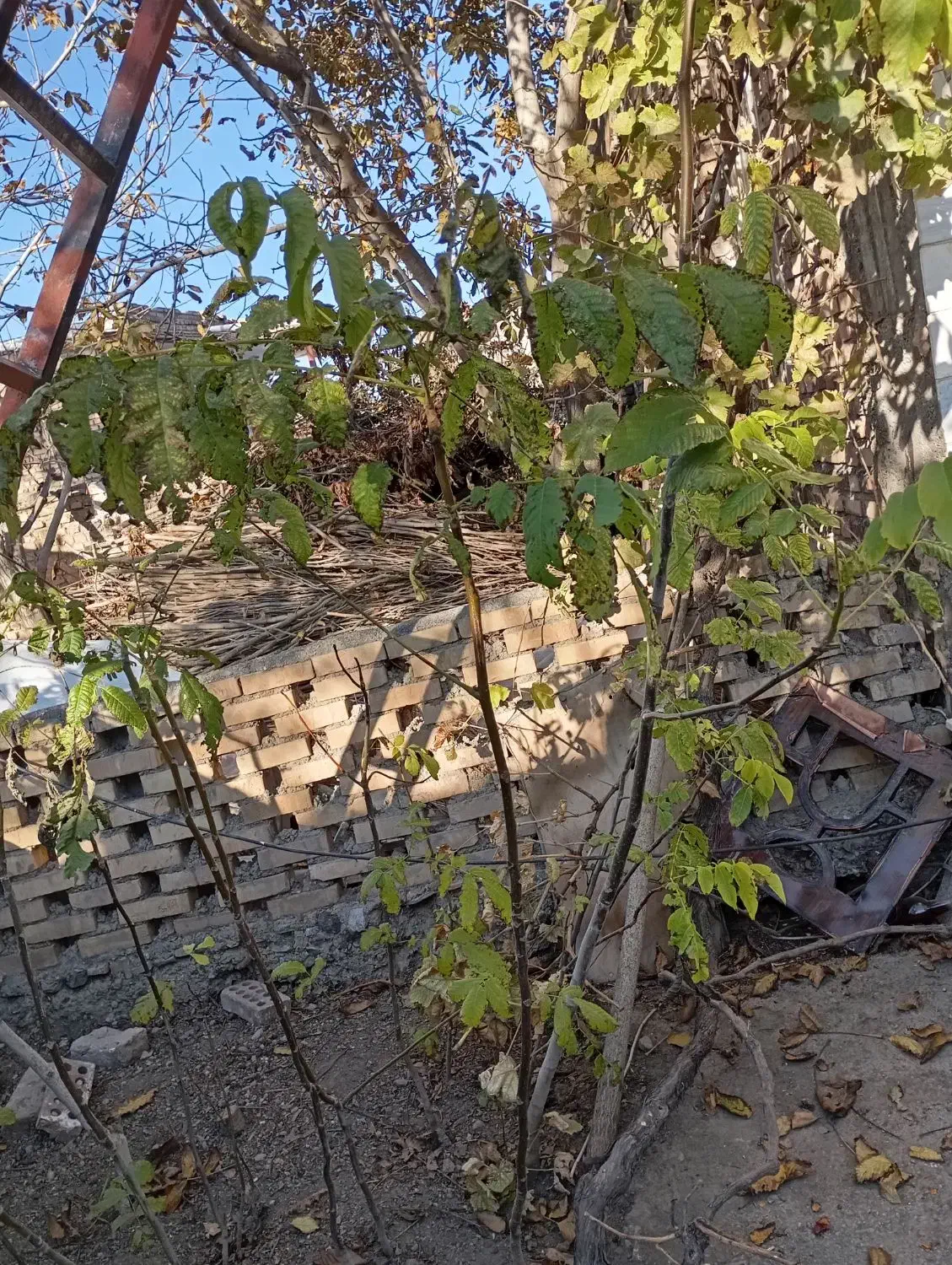 نهال گردویاصلاح شده ایرانی و ترکیه با قیمت مناسب|خدمات باغبانی و درختکاری|خوی, |دیوار