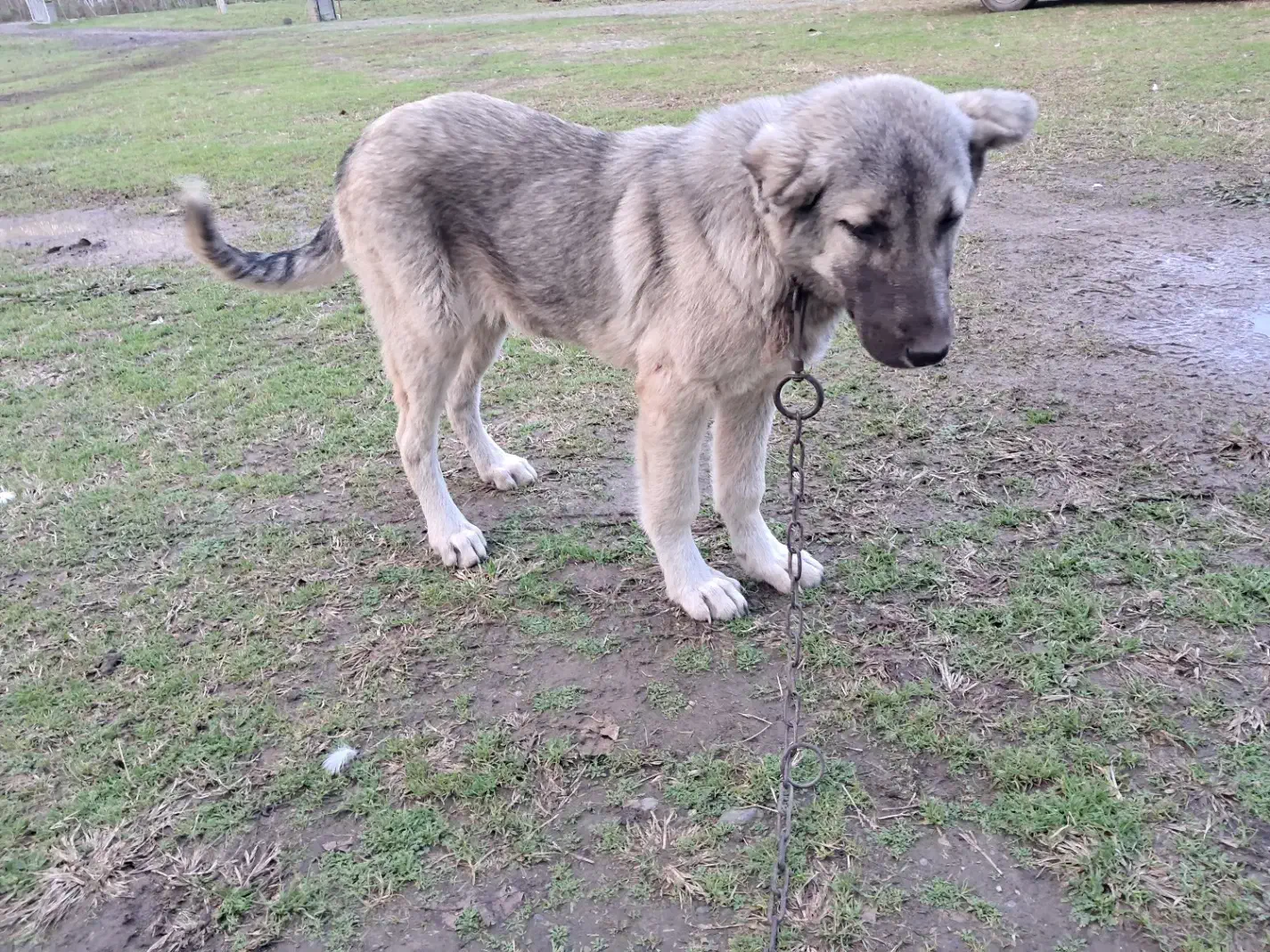 فروش|سگ|شاندرمن, |دیوار