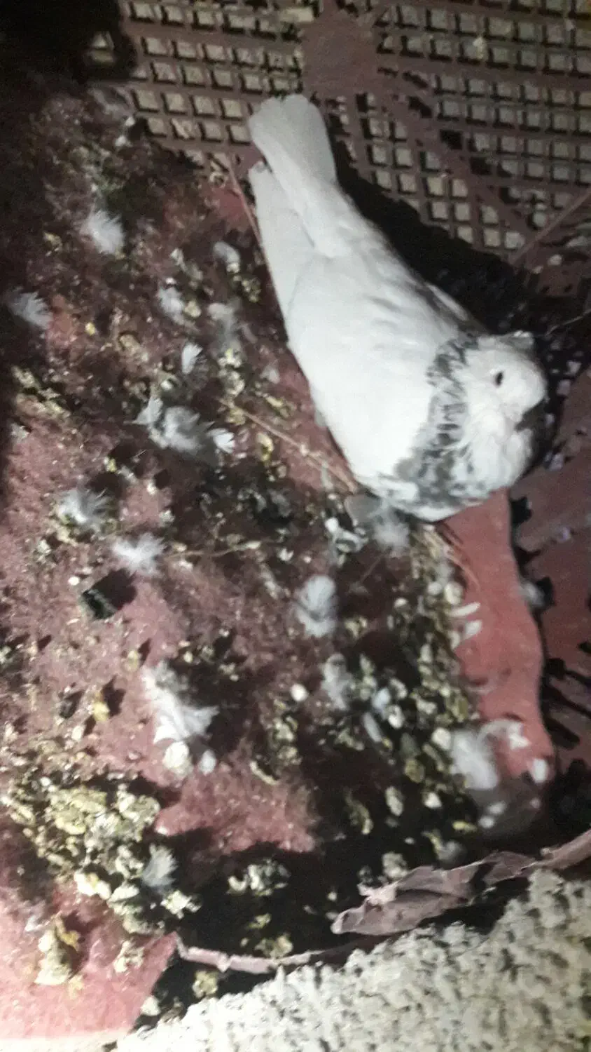 چند عدد کبوتر طوقی|پرنده|یاسوج, |دیوار