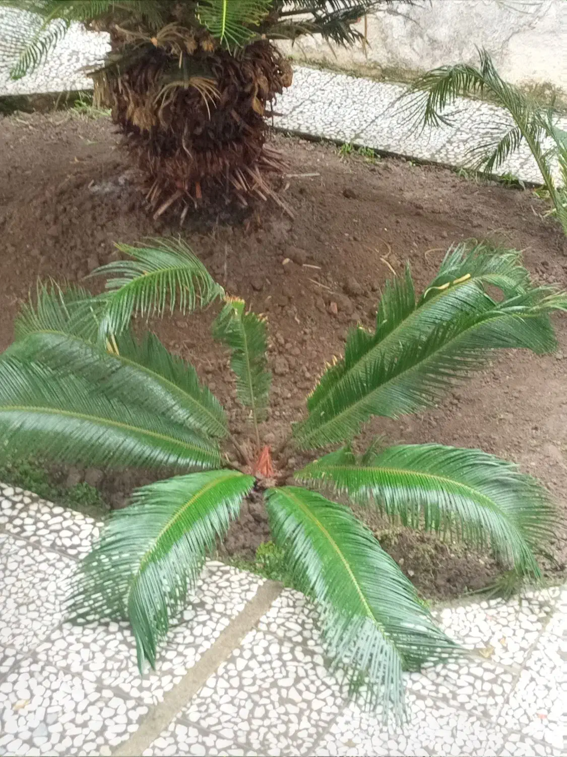 فروش گل سیکاس|گل و گیاه طبیعی|آمل, |دیوار