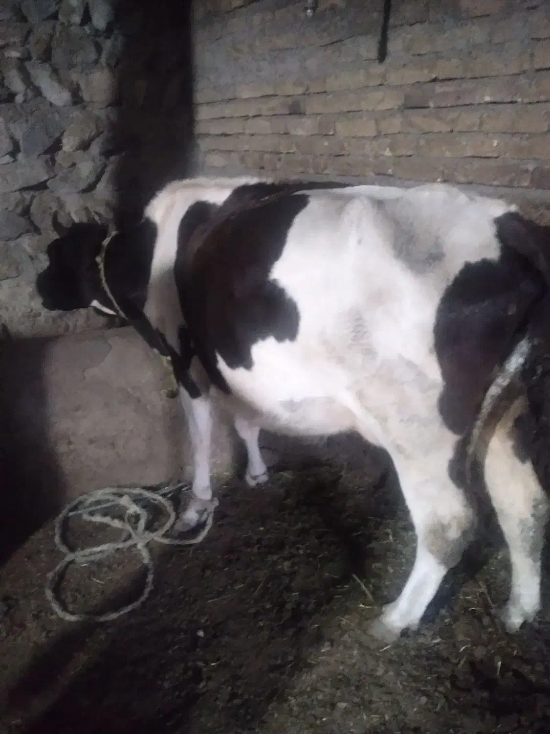 گاو جوان بدون گوساله یک شکم زائده|حیوانات مزرعه|نیر (اردبیل), |دیوار