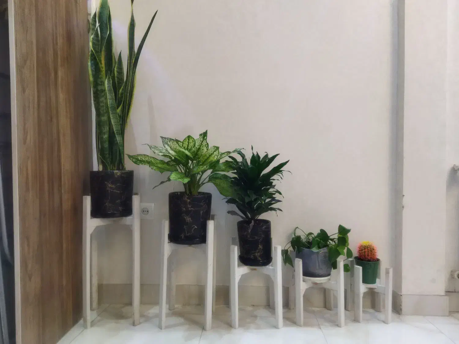 پایه گل|گل و گیاه طبیعی|تهران, خاک سفید|دیوار