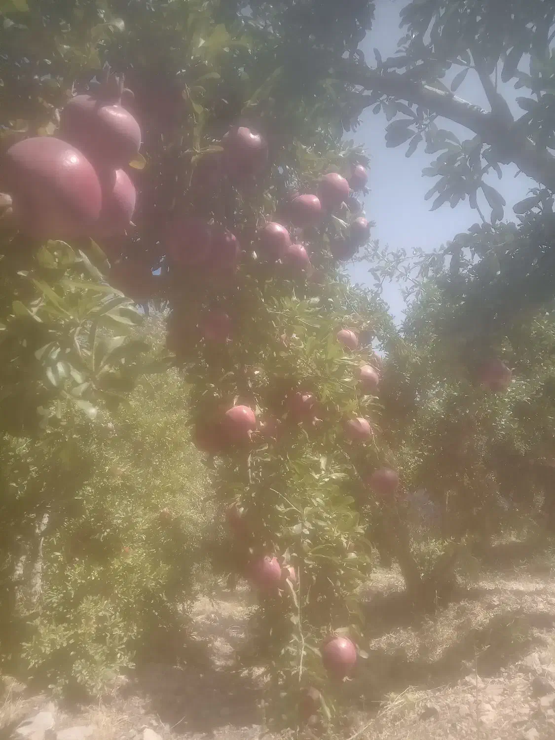 انار کوهمره سرخی|خوردنی و آشامیدنی|شیراز, کیان آباد|دیوار