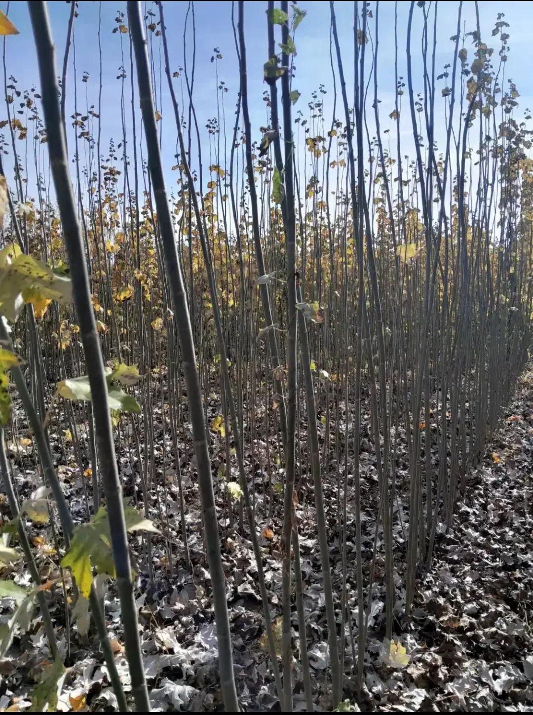 انواع نهال صنوبر یکساله ودوساله در نهالستان غرب|خدمات باغبانی و درختکاری|بانه, |دیوار